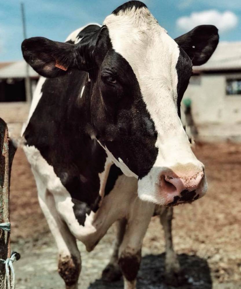 Foto Azienda Agricola Scialanga