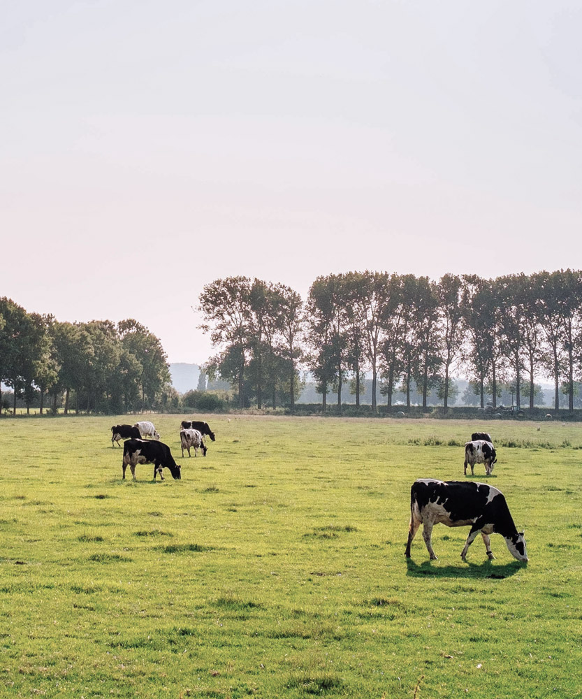 Acquista i prodotti di Fattoria Cancemi - Consegna a domicilio con Papilla