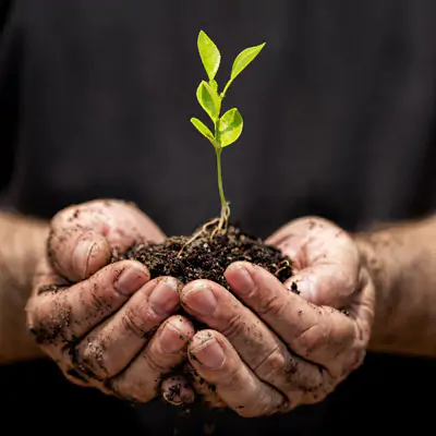 Foto che rappresenta due mani che conteggono della terra da cui è nata una piantina